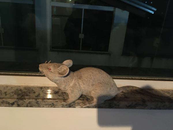 
          ""<br>
          November 10, 2024<br>
          iPhone SE (1st generation)<br>
          83/20 mm, f/11/5, 1/15 s, ISO400
          